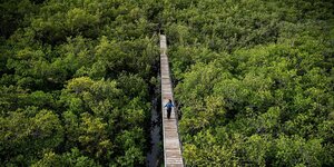 Ein Steg in einem Mangrovenwald, Drohnenaufnahme