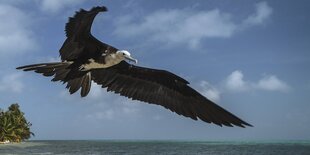 Ein Prachtfregattvogel fliegt über das Meer