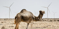 Ein Kamel in einer kargen Landschaft, Windräder im Hintergrund