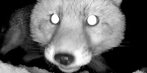 Das Schwarzweißbild zeigt die Aufnahme eines Fuchses bei Nacht, der direkt in die Kamera guckt.