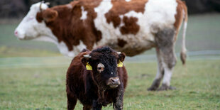 Kuh und junger Stier auf einer Weide