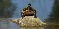 Schildkröte auf einem Stein