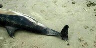 Ein toter Delfin liegt am Strand