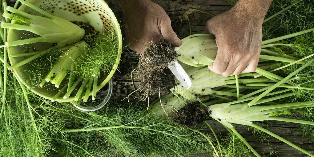 Ein Mann schneidet Fenchel