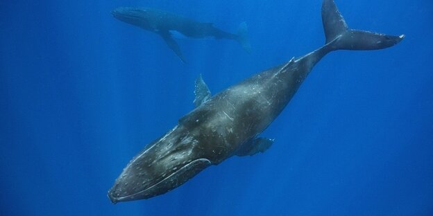 Buckelwale unter Wasser