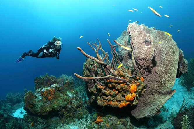 Eine Taucherin nähert sich im tiefblauen Wasser einem Korallenriff, das von Fischen umschwärmt wird