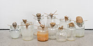 Auf dem Galerieboden steht eine Sammlung von leeren Marmeladengläsern. Am Rand der Gläser balancieren auf Holzstäbchen aufgespieste Pflanzen- und Wurzelstücke