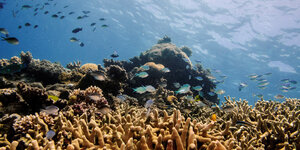 Unterwasserbild zeigt ein Korallenriff und Fische