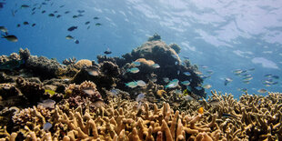 Unterwasserbild zeigt ein Korallenriff und Fische