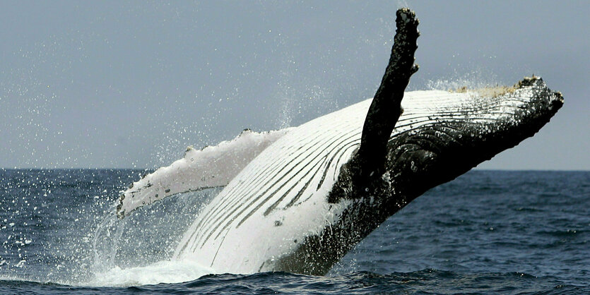 Ecuador, Puerto Lopez: Buckelwal springt vor der Küste aus dem Wasser.