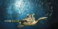 Karettschildkröte schwimt durch einen Schwarm von Fischen im Indischen Ozean