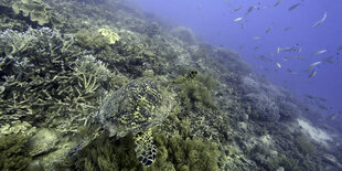 Schildkröte im Meer.