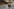 Ein Hund im Schlamm