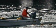 Ein Mann sitzt in einem Boot mit Außenbordmotor, um ihn herum schwimmen Delfine