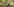 Wildschweine im Wald
