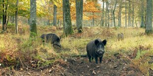 Wildschweine im Wald