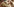 Saumagen in Wurstform und im Querschnitt wird von einer Hand gehalten