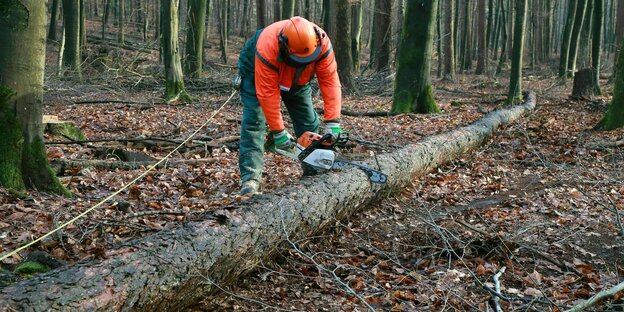 Ein Mann in Schutzkleidung bearbeitet einen Baum im Wald mit einer Kettensäge