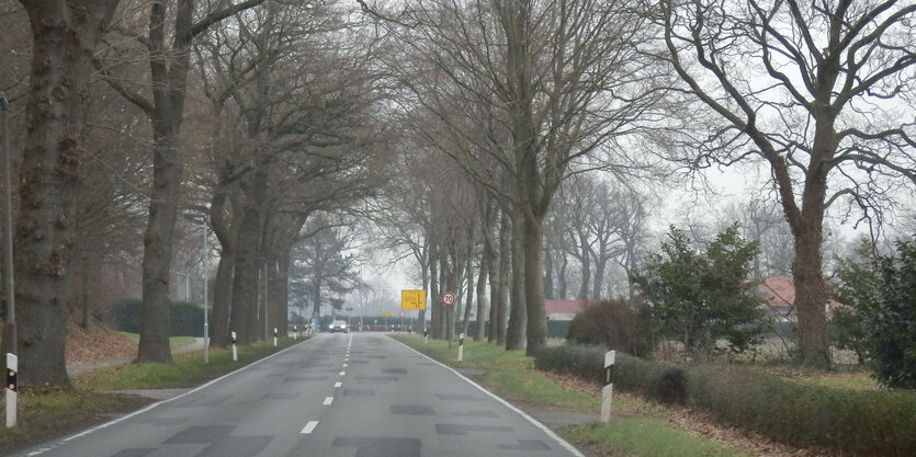 Landstraßenallee mit Bäumen zu beiden Seiten