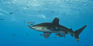 Ein Hochseehai schwimmt im Atlantik, begleitet von Zebrafischen