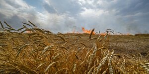 Ein Getreidefeld, am Horizont brennt es