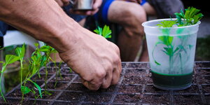 Hände, die Setzlinge von Cannabispflanzen in die Erde stecken