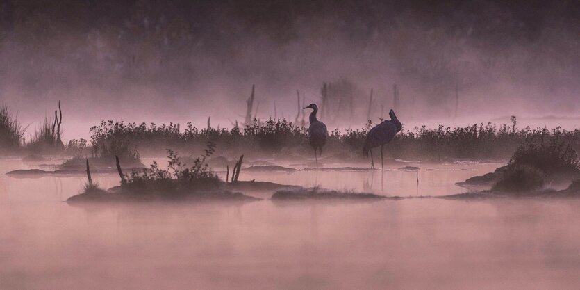 Blick auf ein Moor in Morgenstimmung