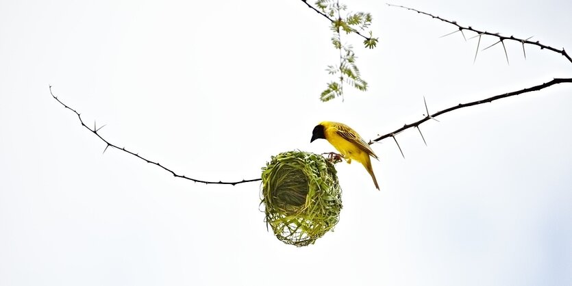 Ein Maskenweber baut an seinem nest