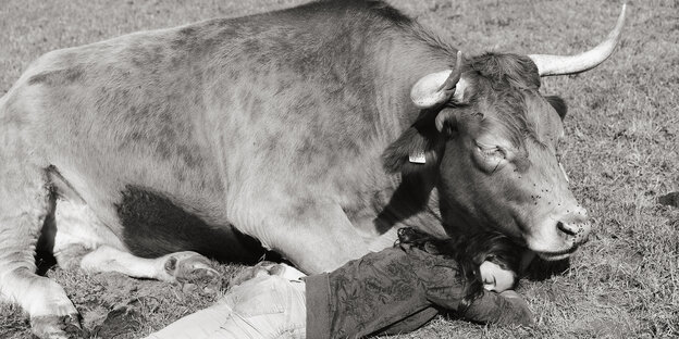 Eine junge Frau liegt neben einem Rind auf einer Wiese
