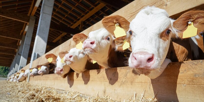 Bullenaufzucht in einem Offenstall