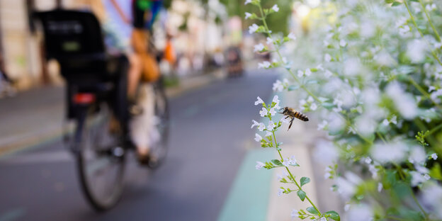 Biene an Blume, im Hintergund fährt ein Fahrrad