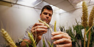 Ein Mann untersucht eine Weizenpflanze