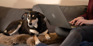 Eine Frau sitzt mit Laptop und Hund auf dem Sofa