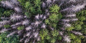 Abgestorbene und gesunde Bäume in einem Wald, aus der Vogelperspektive gesehen