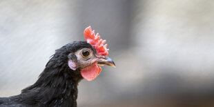 Ein schwarzes Huhn