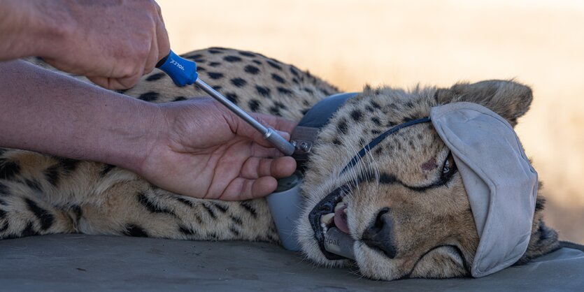 Ein Gepard bekommt einen Sender umgeschnallt