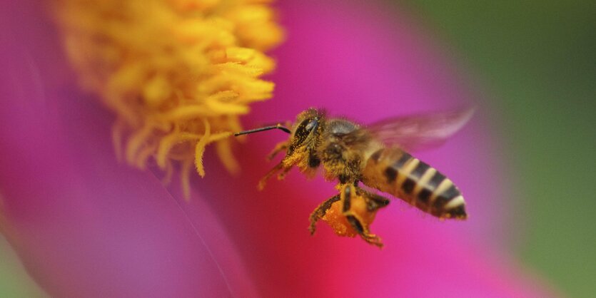 Biene und Blume