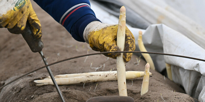 Ein Spargel wird gestochen