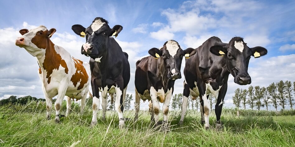 Alter Aufkleber Landwirtschaft MILCHLAND NIEDERSACHSEN Kühe