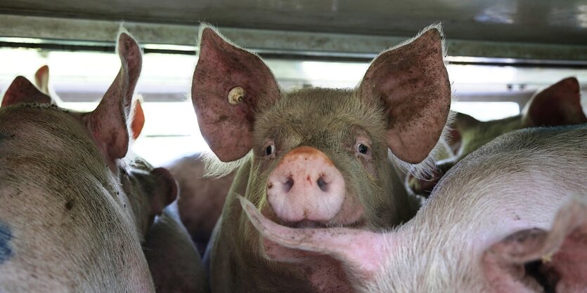 SChweine bei einem Tiertransport