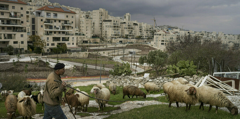 Ein Schafhirte hütet seine Herde vor Gebäude einer israelischen Siedlung