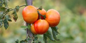 Tomatenpflanze mit reifen Früchten