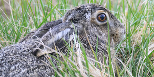 Ein Feldhase liegt im Gras