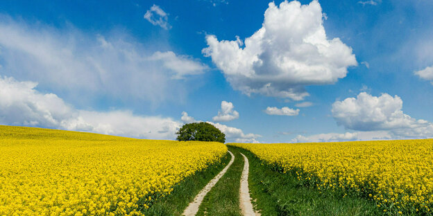 Weg in einem gelb blühenden Rapsfeld, blauer Himme und schöne Wolken