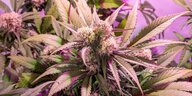Medizinische Cannabispflanze Cannabis Sativa unter einer LED Beleuchtung