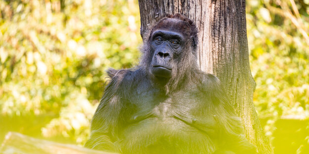 Der Gorilla Fatou vor einem Baum im Zoo Berlin