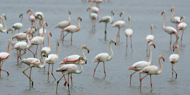 Flamingos waten durchs Wasser