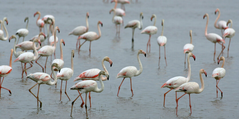 Flamingos waten durchs Wasser