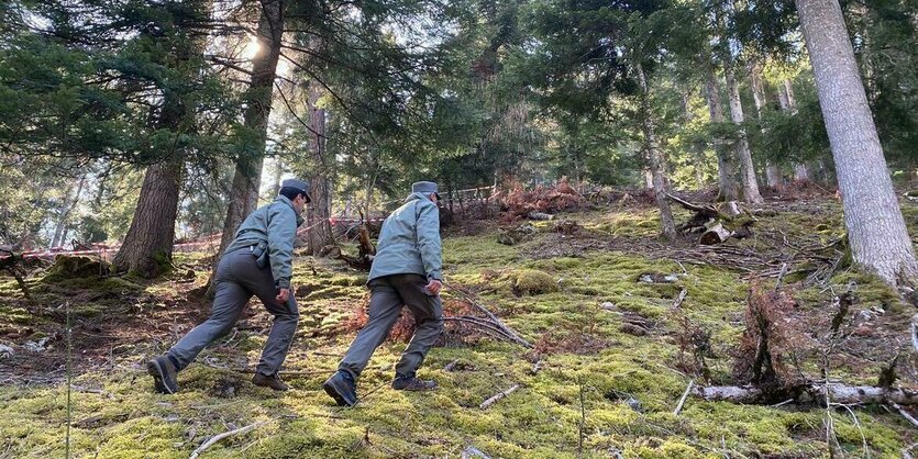 Polizeibeamte gehen durch den Wald vor einem mit Flatterband abgesperrten Bereich in dem ein Jogger von einem Bären angegriffen und getötet worden ist.