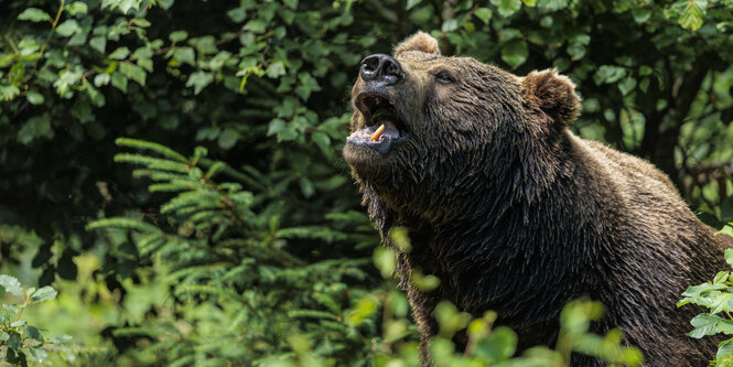 Braunbär im Wald